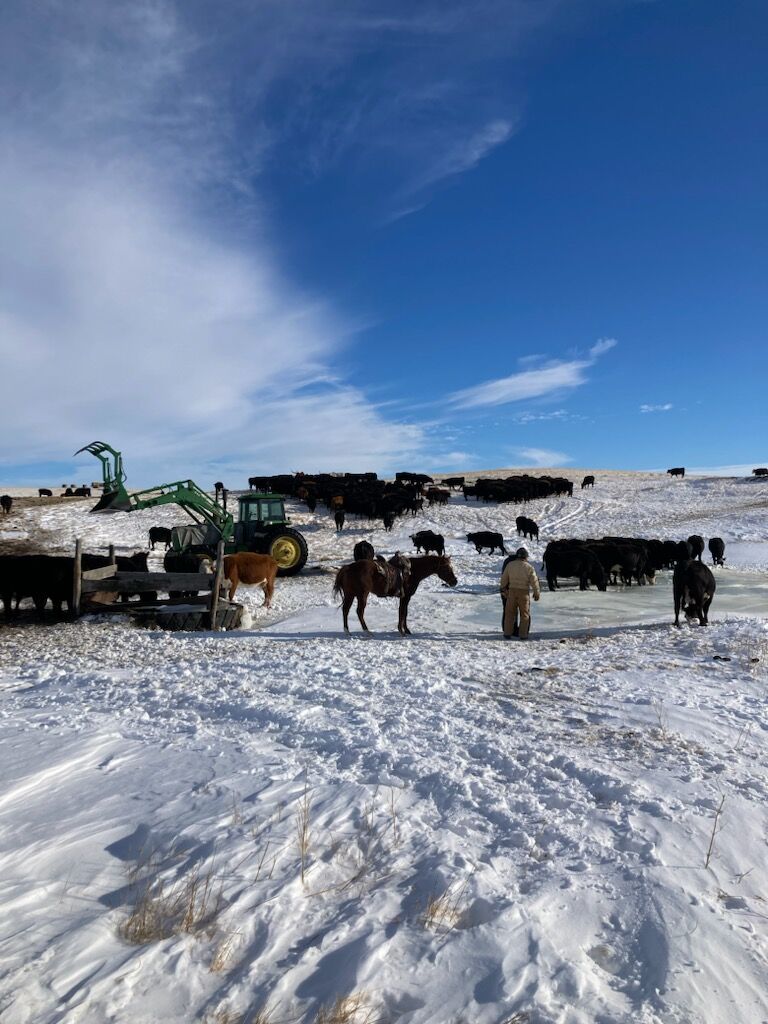 Snow and Cattle 5.jpg